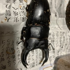 大人気✨能勢yg血統国産オオクワガタ①※残り4ペアの画像