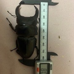 大人気✨能勢yg血統国産オオクワガタ①※残り4ペアの画像