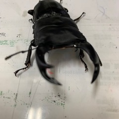 大人気✨能勢yg血統国産オオクワガタ①※残り4ペアの画像