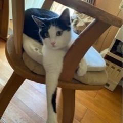 子猫 - 里親募集