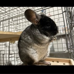 チンチラ　ブラックベルベット
