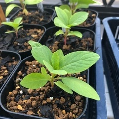  希少　オンブー Phyolacca dioica　フィトラッカ...