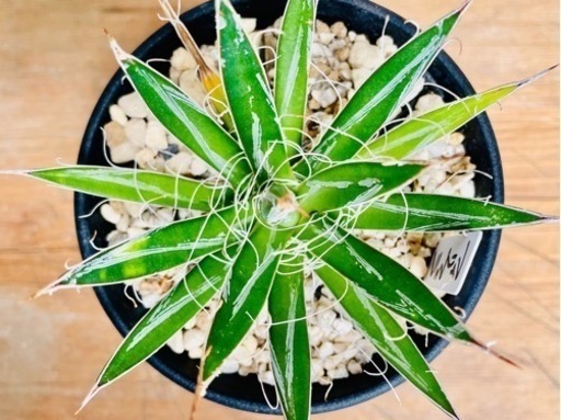 レア植物！アガベ　フィリフィラ
