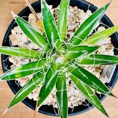 レア植物！アガベ　フィリフィラ