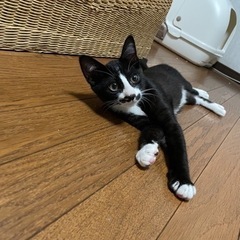 里親さん決まりました🍀 - 猫