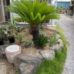 ソテツ　