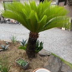 ソテツ 掘り起こし引取り限定