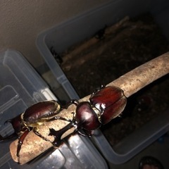 カブトムシ　オス、メスペア　譲ります！高津区　の画像