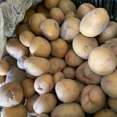 おまとめ購入オッケー☆自家栽培じゃがいも☆品種はりまる☆減農薬☆...