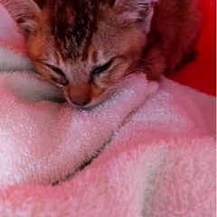 【大至急】子猫の里親様募集