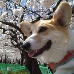 犬友達