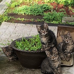 生後約3ヶ月の仔猫4匹います(野良です)。
