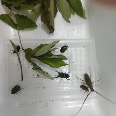 カナブン4匹、コクワガタ雄１匹、ミヤマカミキリ１匹のセット