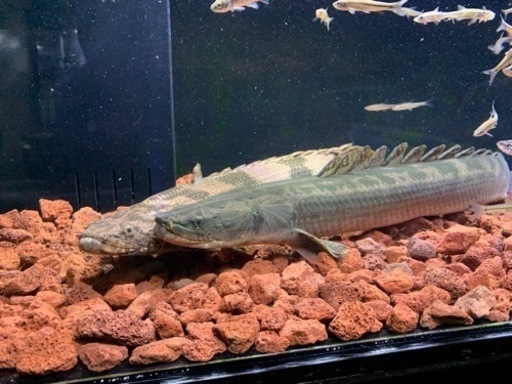 受け渡し予定　ポリプテルスビキールビキール　チャド60㎝±