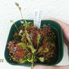 ドロセラ各種ごった植え¥500