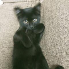 黒子猫ひとりぼっち