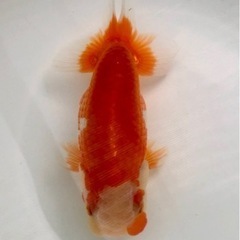 協会系らんちゅう　新仔の画像