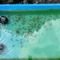 協会系らんちゅう　新仔の画像