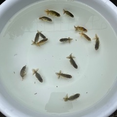 協会系 らんちゅう　新仔