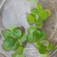水草𖥧 𖧧アマゾンフロッグピット小さめ20 メダカに！日除けに