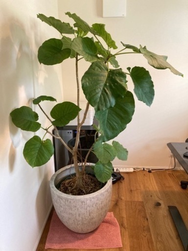 巨大　観葉植物　フィカスウンベラータ　約160cm