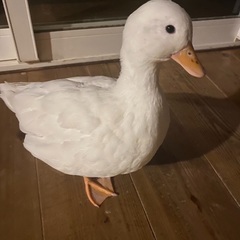 コールダック