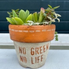 多肉寄植え　ステンシル鉢　オレンジの画像