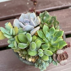 多肉寄植え　ステンシル鉢　オレンジブラウンの画像