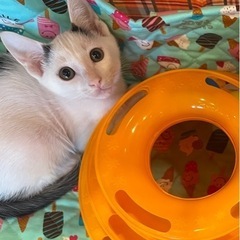 ヤンチャ坊主たち