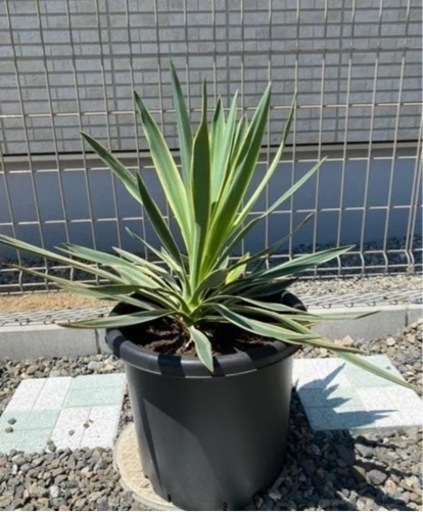 アガベ　リュウゼツラン