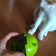 猫が遊びながら、ゆっくりたべれる容器の画像