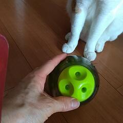 猫が遊びながら、ゆっくりたべれる容器の画像