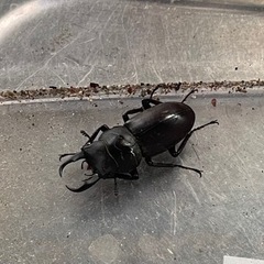 コクワガタ オス