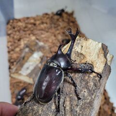 代々木近辺でカブトムシ欲しい方！