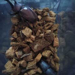 カブトムシ♂ノコギリクワガタ♂