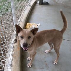 人が大好き過ぎて耳がペッタン💗お庭飼育可二歳手術済