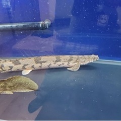 コトブキ1200水槽（規格水槽）上部フィルター水槽台セットの画像