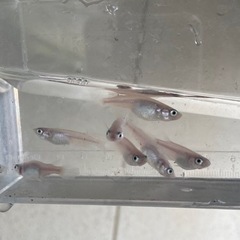天女の舞 白幹之ヒレ長 7匹 めだか メダカの画像
