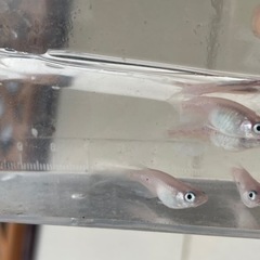 天女の舞 白幹之ヒレ長 7匹 めだか メダカの画像
