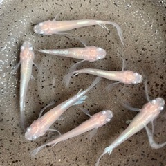 天女の舞 白幹之ヒレ長 7匹 めだか メダカの画像