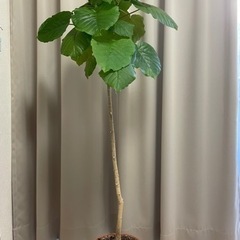観葉植物　フィカスウンベラータ　インテリア