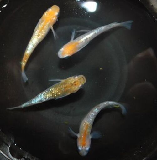改良メダカ・煌（きらめき）　10匹＋2匹　【手渡しできる方、先着5組様限定】