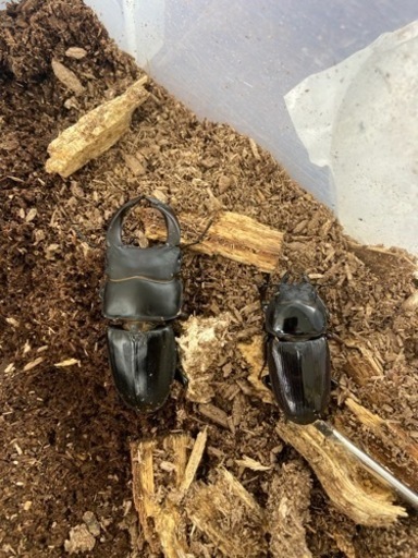 オオクワガタ　新成虫ペア