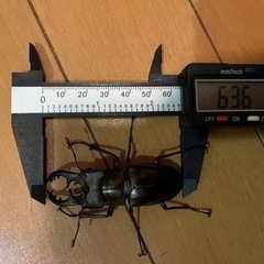県内採取　天然ミヤマクワガタ　ペア　オス63.6ミリ‼️