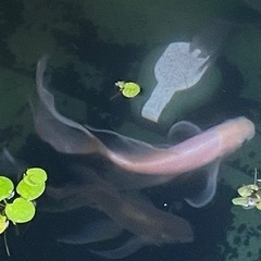 飼育できなくなった魚、お引き取り致します。