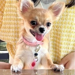 チワワ お友達 