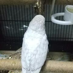 ジャンボセキセイインコ