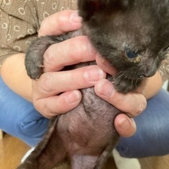 1ヶ月の雄