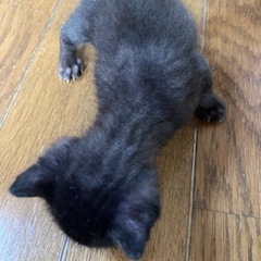 1ヶ月の雄 − 三重県
