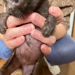 1ヶ月の雄 - 鈴鹿市